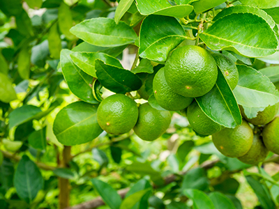 Fresh green lemon limes on tree in organic garden