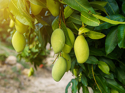 Mango tree
